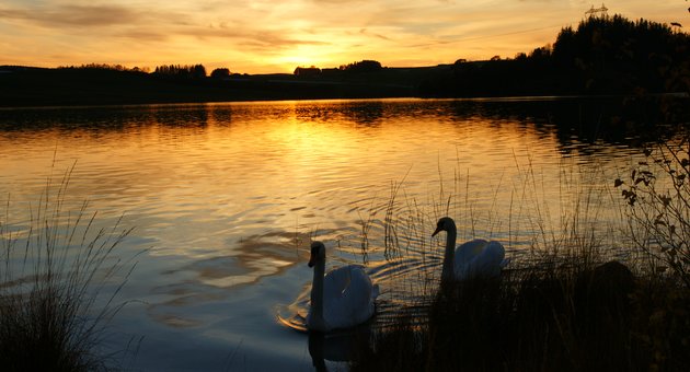 To svaner glir inn i sivet under solnedgang - Klikk for stort bilde
